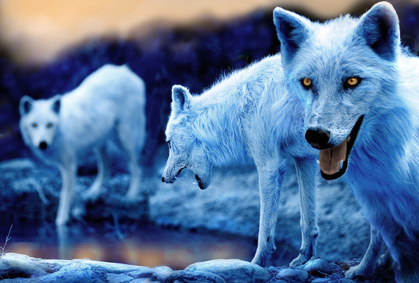 File:229875 blue-wolf-pack.jpg