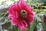 Peony Flower