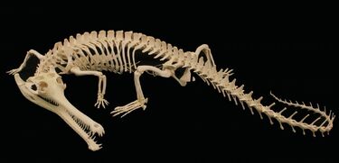 Gavial Skeleton