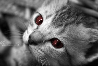 Winternight20Shadowclan20Warriors20