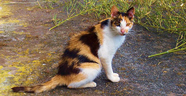 File:Calico.jpeg