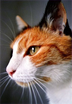 File:Cat II by lichtdieb.jpg
