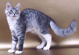 File:Silverwing.jpg