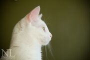 Breeze the rouge