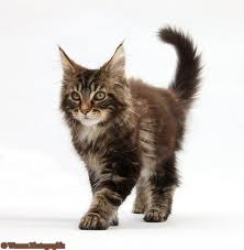 File:Tigerkit.jpg