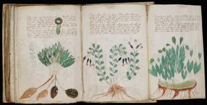 300px-Voynich Manuscript (170).jpg