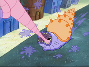 Whelk's long tongue.