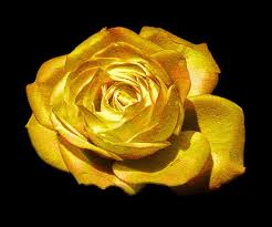 File:Golden rose.png