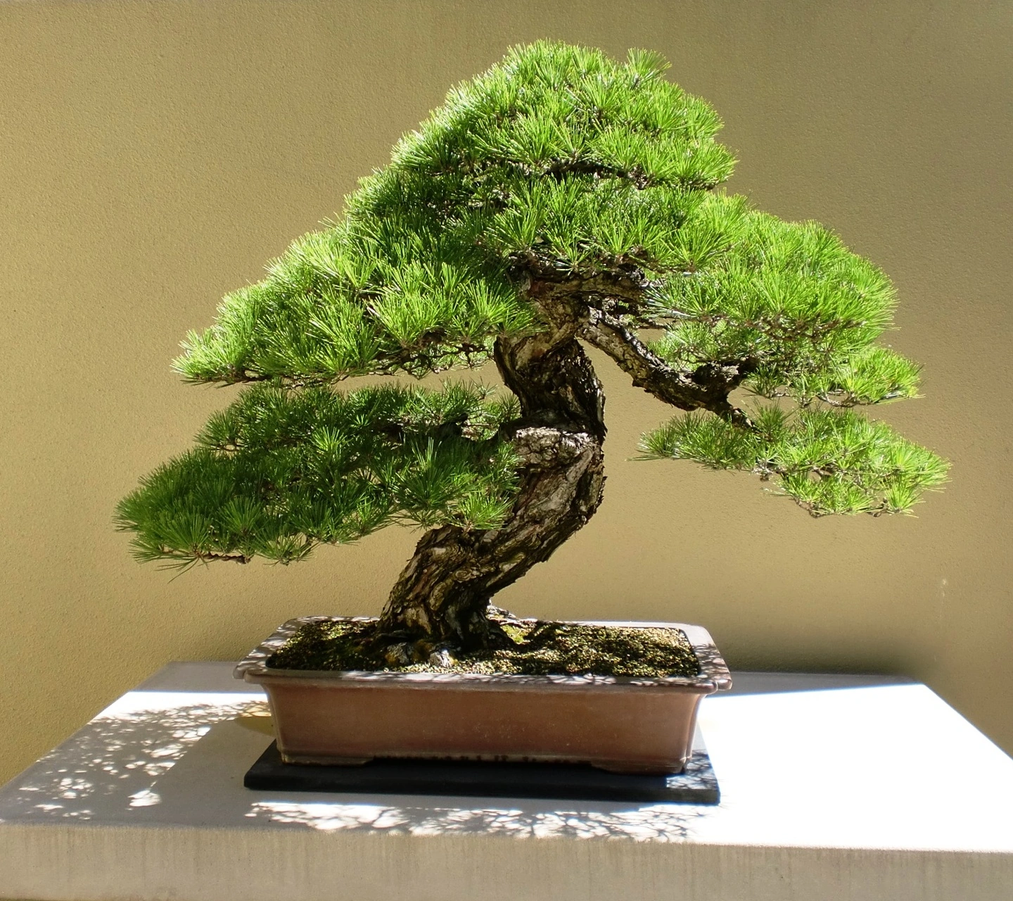 Image Bonsai  Tree png  The Amazing World of Gumball 