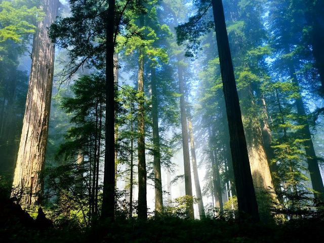 File:Woods.png
