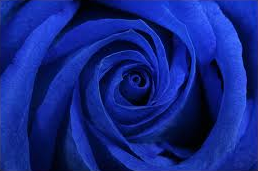 File:Blue Rose.PNG