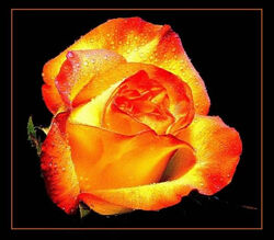 Fire flower