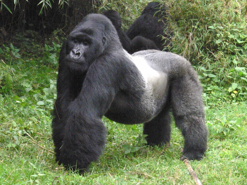 Image Mountain silverback gorillas (1).jpg The Creature Wiki