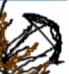 File:Kuda Bow2.png