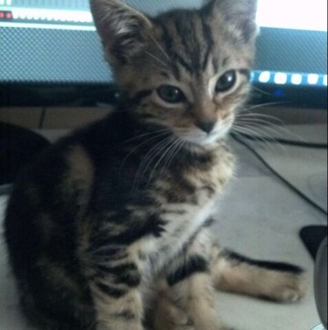 File:MrMeowgi3.jpg