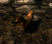 Slepice.png