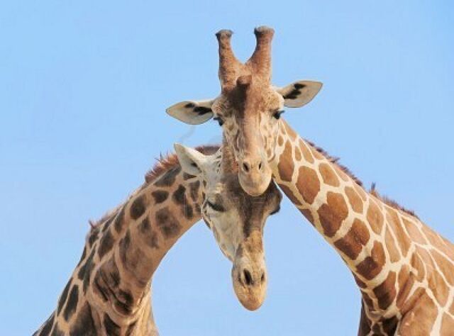 File:Tumblr static 3671921-giraffe-couple-in-love-with-blue-sky-on-background.jpg