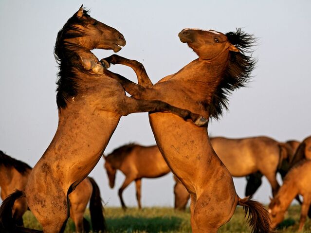 File:Stallions-fighting-farlow 3735 990x742.jpg