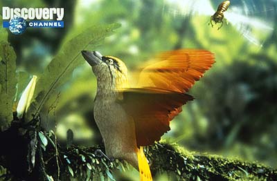 File:Spitfire bird.jpg