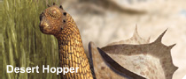 File:Desert hopper.png