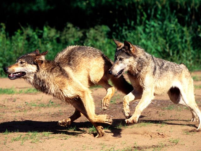 File:Wolves-running.jpg