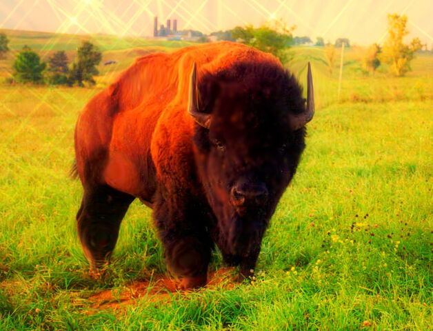 File:Bison Mutt.jpg