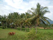 Coconut Grove