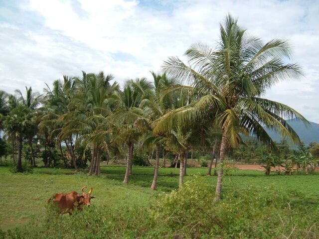 File:Coconut Grove.jpg