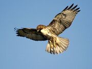 Red-tailed-hawk 681 600x450