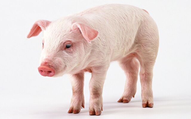File:Pig-14.jpg