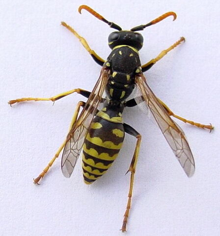 File:Wasp.jpg