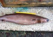 Cookiecutter shark