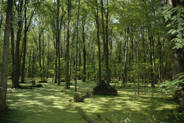 File:Swamp.jpg