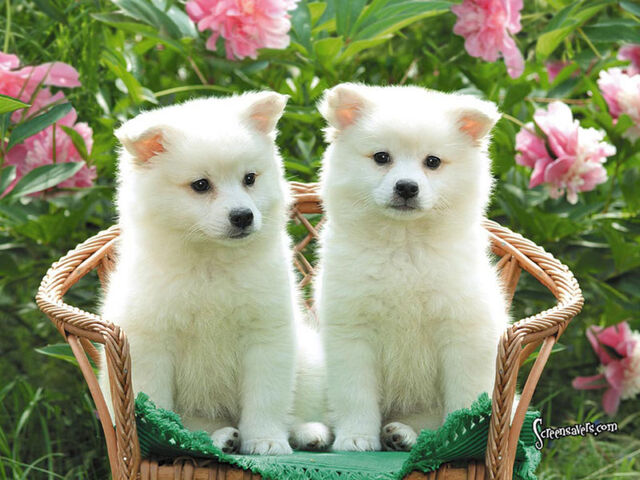 File:2 Puppies.jpg
