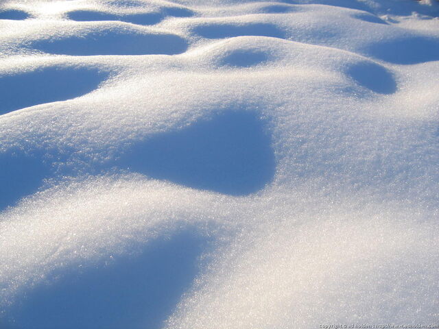 File:Snowcoat.jpeg