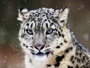 Kitty cat