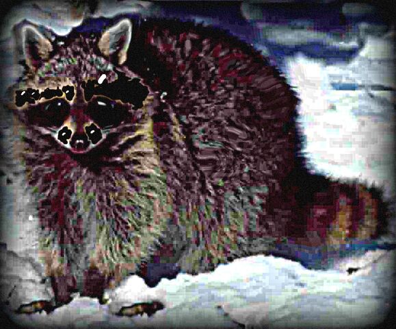 File:Raccoon.jpg
