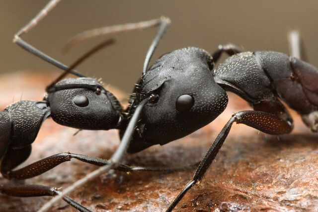 File:Ants.jpg