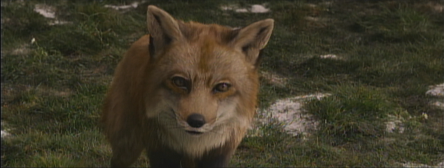 File:Fox.png
