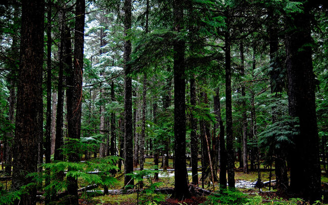 File:Forest 1 wallpaper.jpg