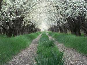 Orchard