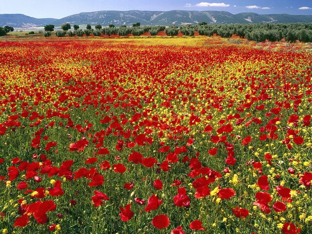 File:Flower Feild.jpg