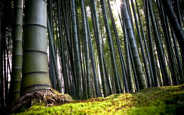 File:Bamboo.jpg