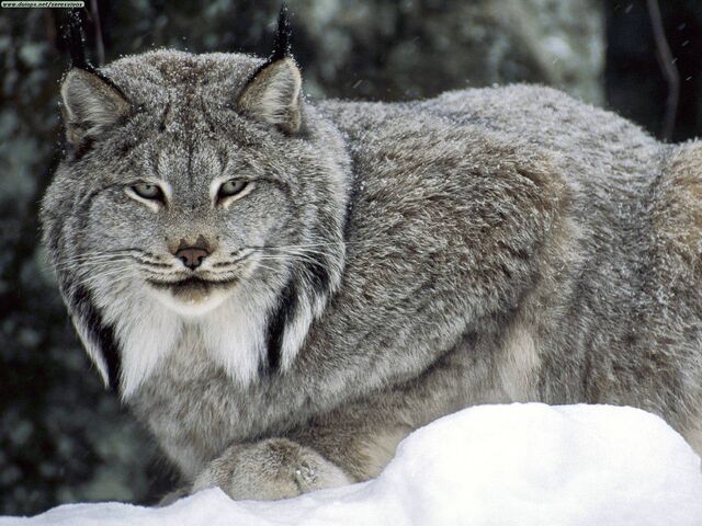 File:Canadian-lynx.jpg-2-2e8qx7n.jpg