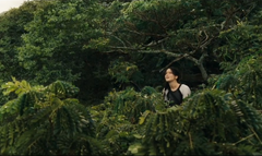 Katniss sobre los arboles en la arena de los 75° Juegos del Hambre.png