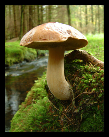 File:Mushroom.jpg