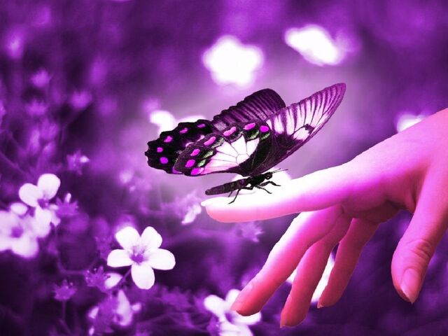File:Beautiful-Butterflies-1 beautiful-butterfly.jpg