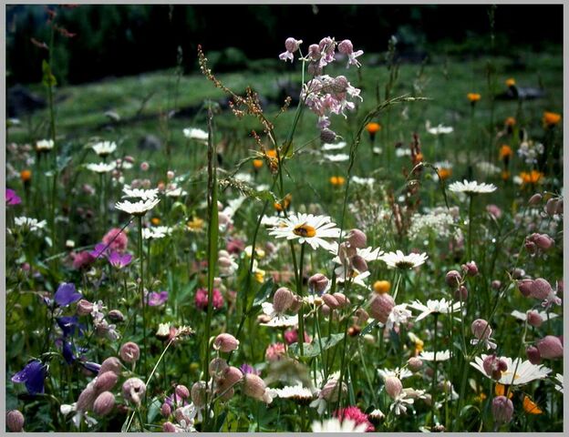 File:Summer-meadow.jpg