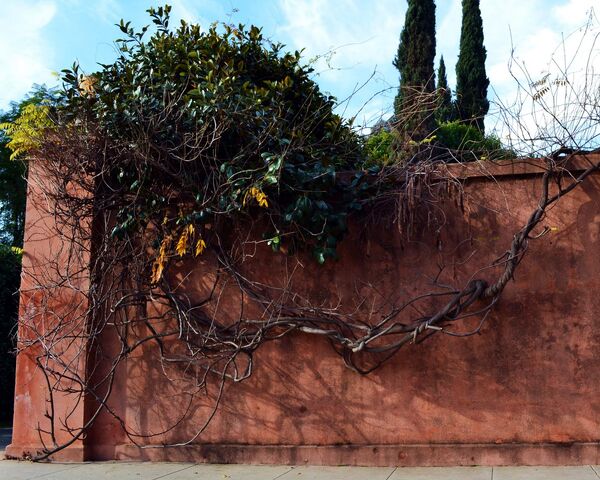 File:Vine mutt.jpg