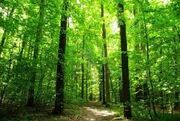 Forest Hunger Games